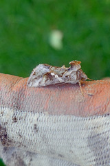 Chrysodeixis