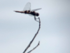 Tramea lacerata