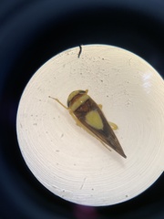 Colladonus clitellarius