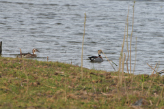 Callonetta leucophrys