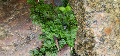 Marchantia polymorpha ruderalis