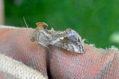 Chrysodeixis
