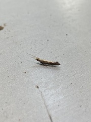 Plutella xylostella-australiana