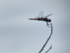 Tramea lacerata