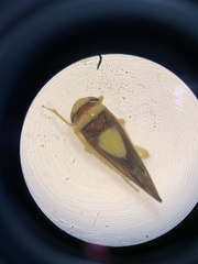 Colladonus clitellarius