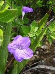 Ruellia hirsutoglandulosa
