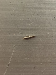 Plutella xylostella-australiana