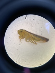 Colladonus clitellarius