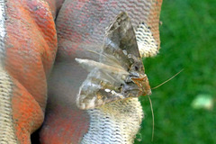 Chrysodeixis