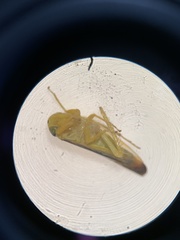 Colladonus clitellarius