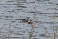 Callonetta leucophrys