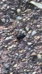 Gondwanocrypticus platensis