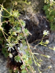 Saxifraga bronchialis