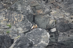 Theristicus melanopis