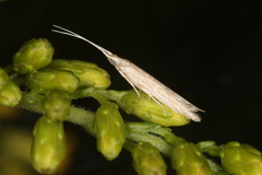 Coleophoridae