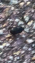 Gondwanocrypticus platensis