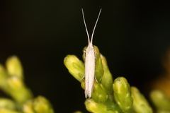 Coleophoridae