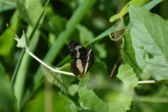Chlosyne lacinia adjutrix