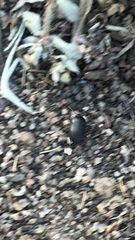 Gondwanocrypticus platensis