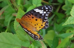 Argynnis hyperbius