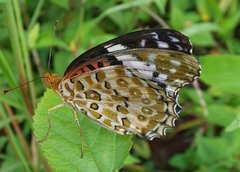 Argynnis hyperbius