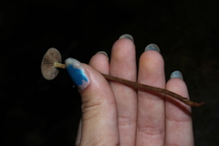 Phaeonematoloma myosotis