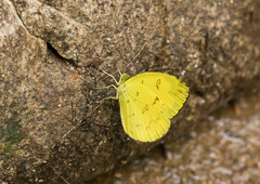 Eurema andersoni