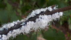 Prociphilus tessellatus