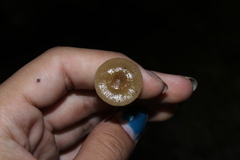 Phaeonematoloma myosotis