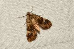 Elophila obliteralis