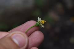 Bidens bigelovii