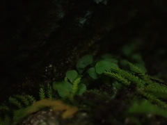 Asplenium trichomanes