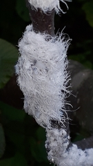 Prociphilus tessellatus