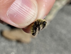 Andrena hirticincta