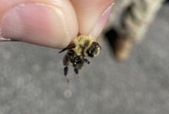 Andrena hirticincta