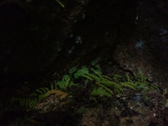 Asplenium trichomanes