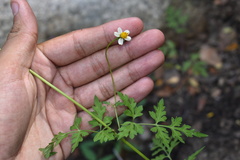Bidens bigelovii
