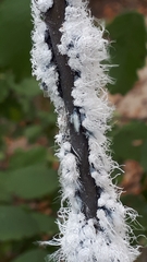 Prociphilus tessellatus