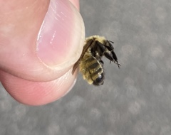 Andrena hirticincta