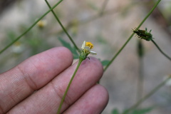 Bidens bigelovii