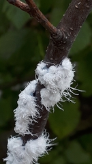 Prociphilus tessellatus