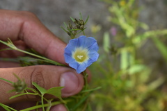 Ipomoea cardiophylla