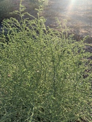 Salsola