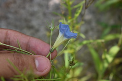 Ipomoea cardiophylla