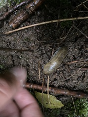 Arion fasciatus