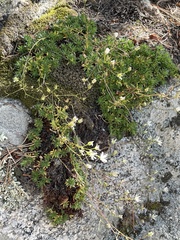 Saxifraga bronchialis