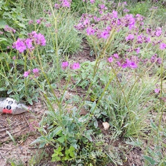 Mirabilis viscosa