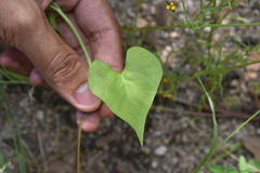 Ipomoea cardiophylla