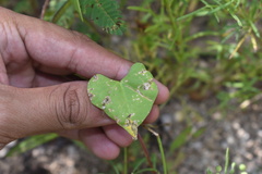 Ipomoea cardiophylla