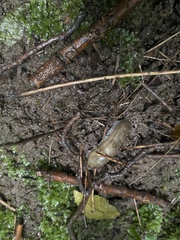 Arion fasciatus